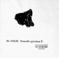 Exidia glandulosa image